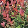Photinia ‘Red Robin’ rouge. Le pot de 7L