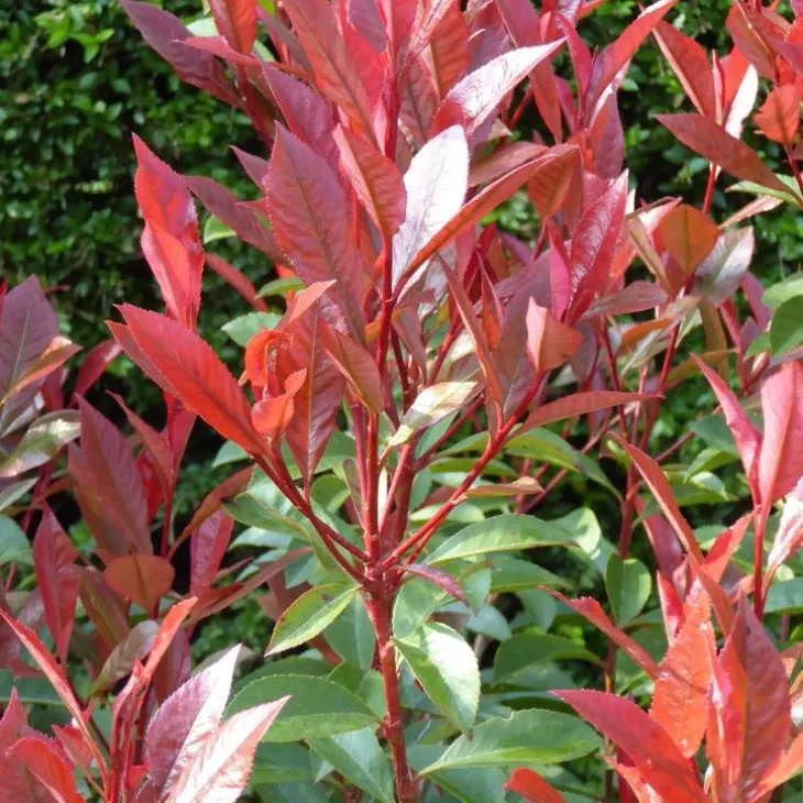 Photinia Red Robin rouge. Le pot de 3 litres