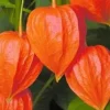 Physalis Amour En Cage - Le pot de 1 litre