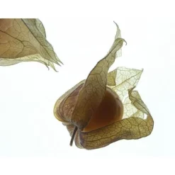 Physalis bio de France - Barquette de 100 g