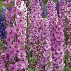 Pied D'Alouette Rose - Le pot de 9 x 9 cm