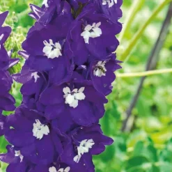 Pied D'Alouette violet/Balnc - Le pot de 9 x 9 cm