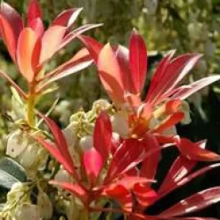Pieris Japonica – Pot de 7L