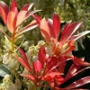 Pieris Japonica – Pot de 2L