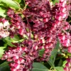 Pieris Japonica Varié – Pot de 15L