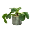 Pilea avec son cache-pot Ø 6 x H 12 cm