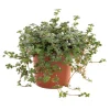 Pilea glauca greyzy