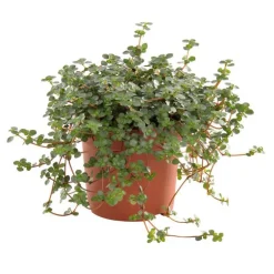 Pilea glauca greyzy