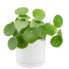 Pilea peperomioides vert en pot blanc émaillé botanic®. Le pot Ø 15 cm