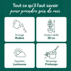 Pilea peperomioides vert en pot blanc émaillé botanic®. Le pot Ø 15 cm