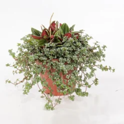 Pilea-Peperomia rosso duo