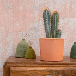 Pilosocereus azureus en pot terre cuite H 10 x Ø 20 cm