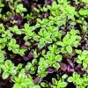 Pittosporum tenuifolium Bannow Bay botanic®. Le pot de 3 litres