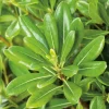 Pittosporum Tobira - pot 3 L