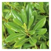 Pittosporum Tobira - pot 10 L