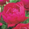 Pivoine Karl Rosenfield - Le pot de 2 litres