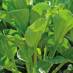 Plantain d’eau à feuilles rondes godet 9x9 cm