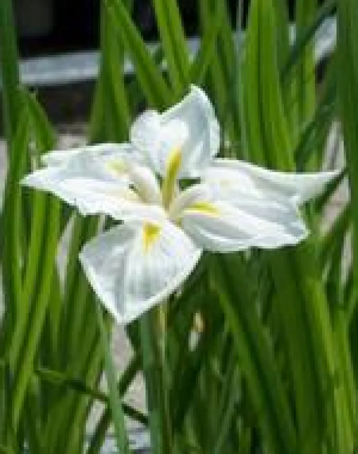 Plantain d’eau lancéolé godet 9x9 cm