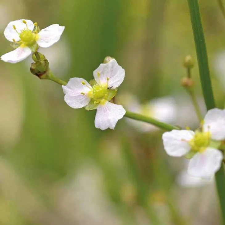 Plantain d’eau lancéolé godet 9x9 cm