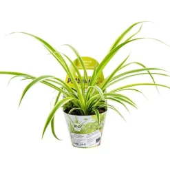 Plante Amie Des Animaux Chlorophytum Bio. Le pot de diamètre 11 cm