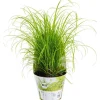 Plante Amie Des Animaux Cyperus Bio. Le pot de diamètre 11 cm