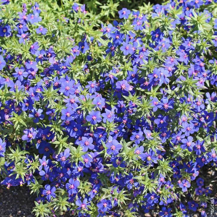 Plante Amie Des Animaux Mouron Des Oiseaux Bio. Le pot de diamètre 11 cm