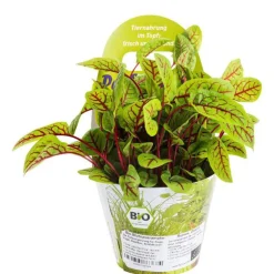 Plante Amie Des Animaux Oseille Sanguine Bio. Le pot de diamètre 11 cm