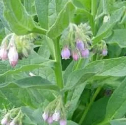 Plante Amie Du Jardinier Consoude Bio. Le pot de 10,5 cm