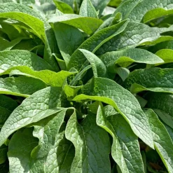 Plante Amie Du Jardinier Consoude Bio. Le pot de 10,5 cm