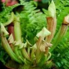 Plante carnivore Sarracenia