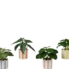 Plante dans cache-pot rayé blanc/couleur - Ø 7,5 x H 16 cm