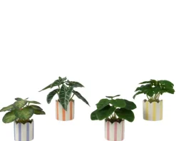 Plante dans cache-pot rayé blanc/couleur - Ø 7,5 x H 16 cm