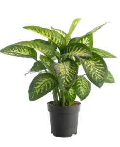 Plante Dieffenchachia Reeva coloris vert - Ø 24 cm