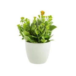 Plante fleurie d'intérieur Kalanchoé + CP coloris multicolore - 15 cm