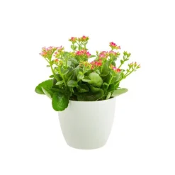 Plante fleurie d'intérieur Kalanchoé + CP coloris multicolore - 15 cm
