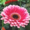 Plante fleurie d'intérieur Gerbera - Ø 9 cm