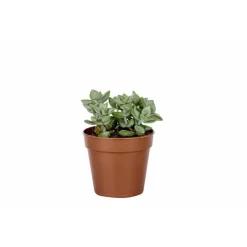 Plante grasse botanic® – Pot 5.5 cm