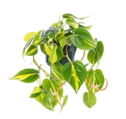 Plante philodendron Brasil TM - Ø 17 cm