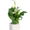 Plante verte calla coloris blanc - Ø 14 cm