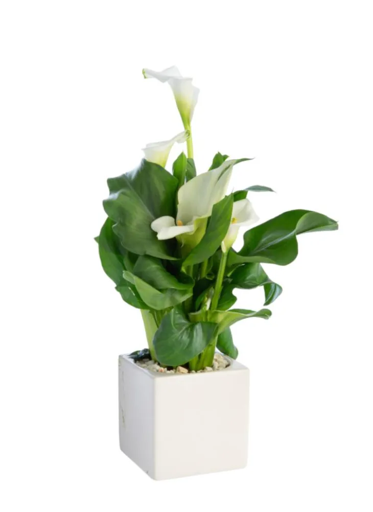 Plante verte calla coloris blanc - Ø 14 cm