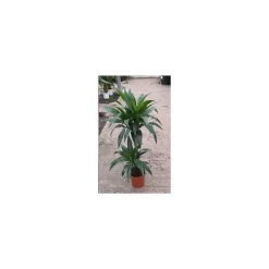 Plante verte draceana coloris vert - Ø 19 cm