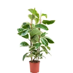 Plante verte ficus elastica tineke coloris vert - Ø 20 cm