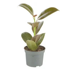 Plante verte. Le pot de ø 8,5 cm