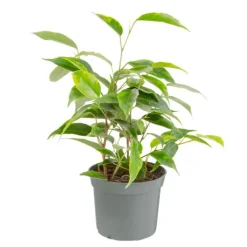 Plante verte. Le pot de ø 8,5 cm