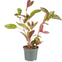 Plante verte. Le pot de ø 8,5 cm