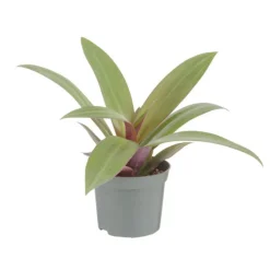 Plante verte. Le pot de ø 8,5 cm