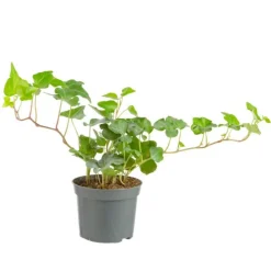 Plante verte. Le pot de ø 8,5 cm