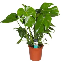 Plante verte Monstera Deliciosa - Le pot Ø 21 cm