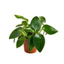 Plantes graphiques vertes.