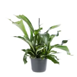 Platycerium Bifurcatum suspension Ø20xH40 cm